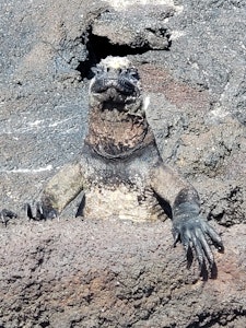 Marine Iguana© Laurel Devaney