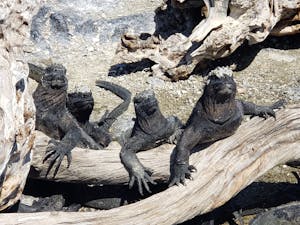 Marine Iguanas© Laurel Devaney