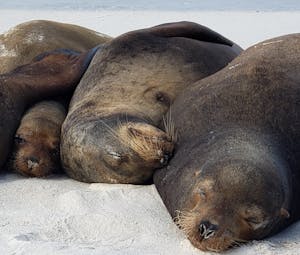 Galapagos Sea Lions© Laurel Devaney