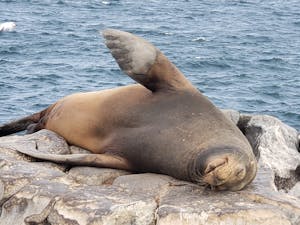 Galapagos Sea Lion© Laurel Devaney