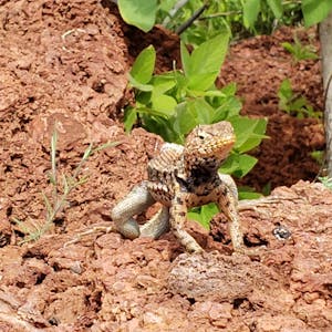 Lava Lizard© Ken Russell