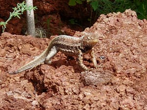 Lava Lizard© Laurel Devaney