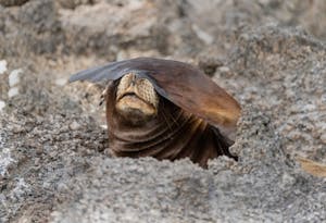 Galapagos Sea Lion© Chris Desborough