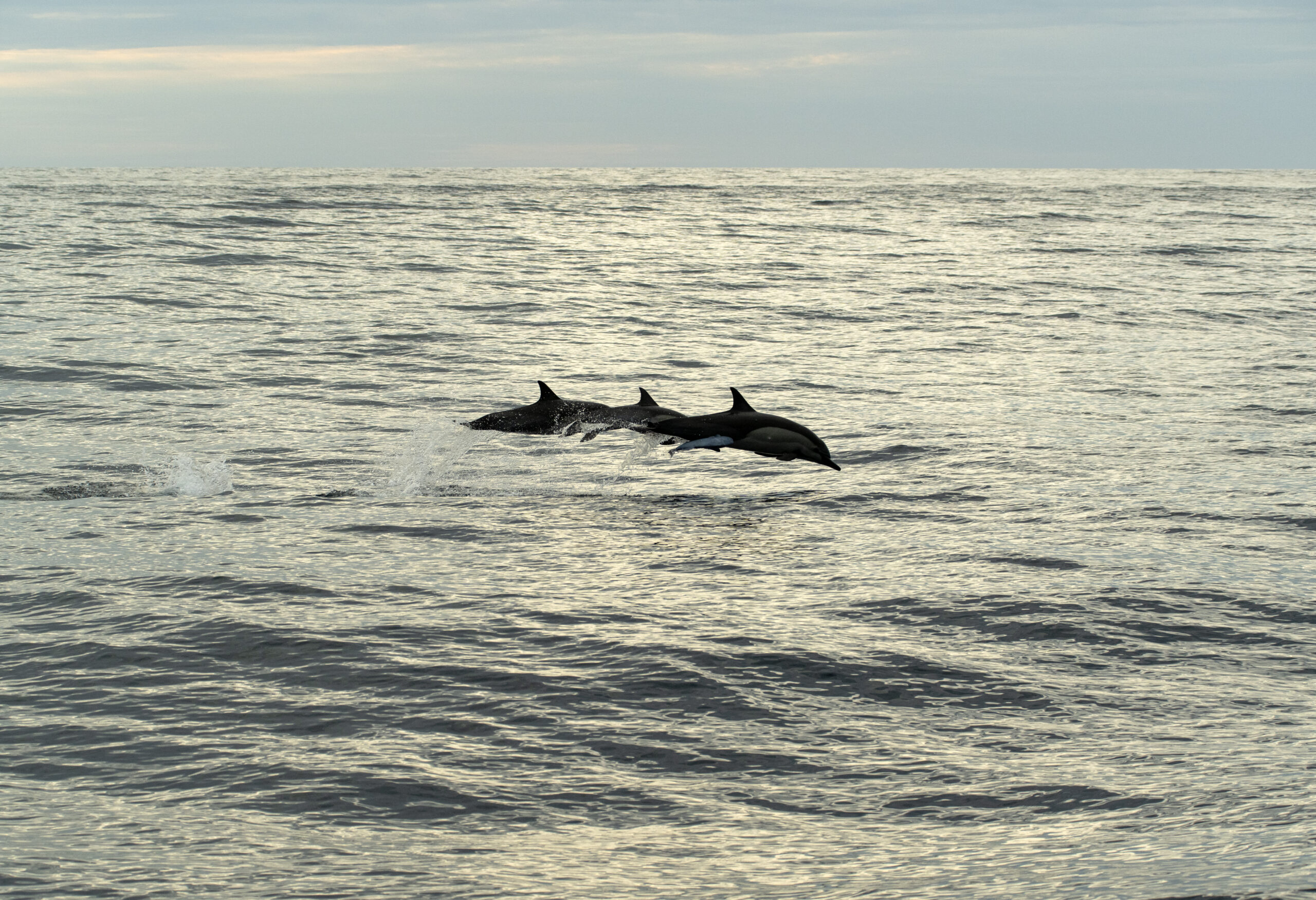 Dolphins© Chris Desborough