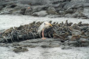 Heron and Iguana© Chris Desborough