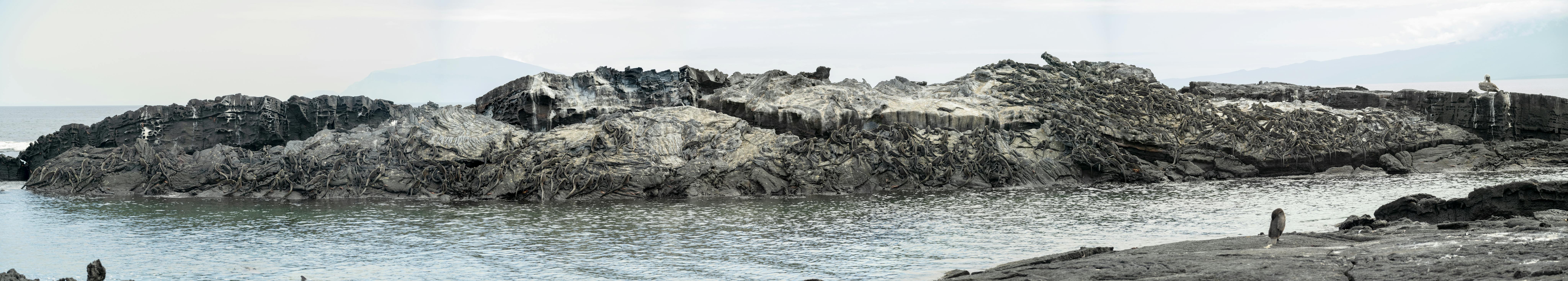 Marine Iguanas© Chris Desborough