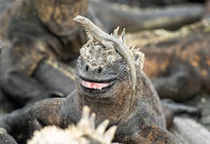 Marine Iguana© Chris Desborough