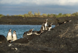 Galapagos Penguins© Chris Desborough