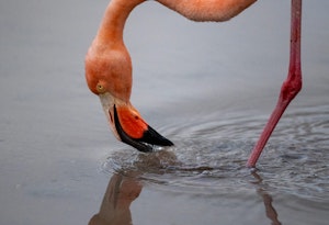 Flamingo©Chris Desborough