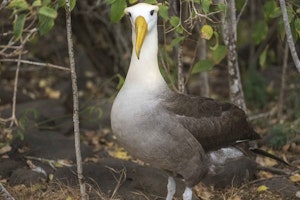 Galapagos Albatross© Chris Desborough