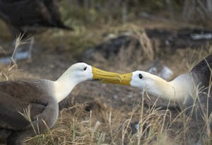 Galapagos Albatross© Chris Desborough