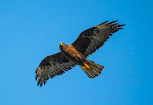 Galapagos Hawk© Chris Desborough