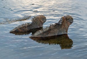 Marine Iguanas© Chris Desborough