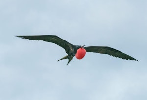 Frigate Bird © Chris Desborough