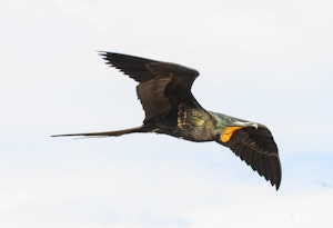 Frigate Bird © Chris Desborough