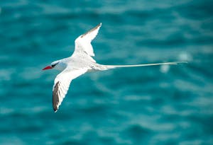 Tropicbird © Chris Desborough