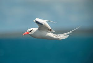 Tropicbird © Chris Desborough