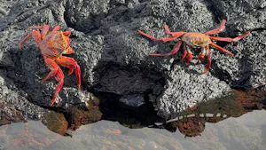 Sally Light Foot Crabs© Jonathan Mash