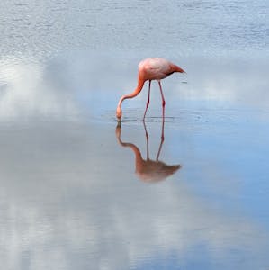 Flamingo© Stephen Hodgin