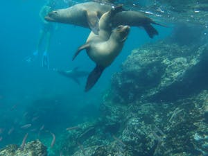 Sea Lions© Stephen Hodgin