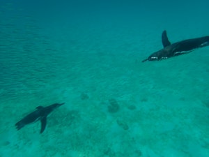 Galapagos Penguins© Stephen Hodgin