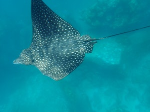 Spotted Eagle Ray© Stephen Hodgin