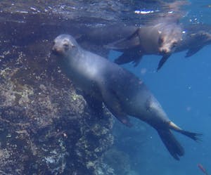 Galapagos Seals© JoAnne Larsen