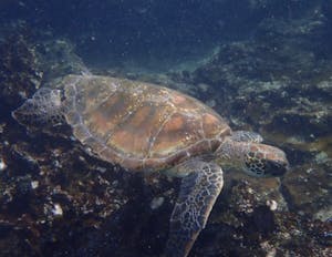 Sea Turtle© JoAnne Larsen