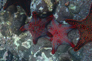 Sea Star© JoAnne Larsen