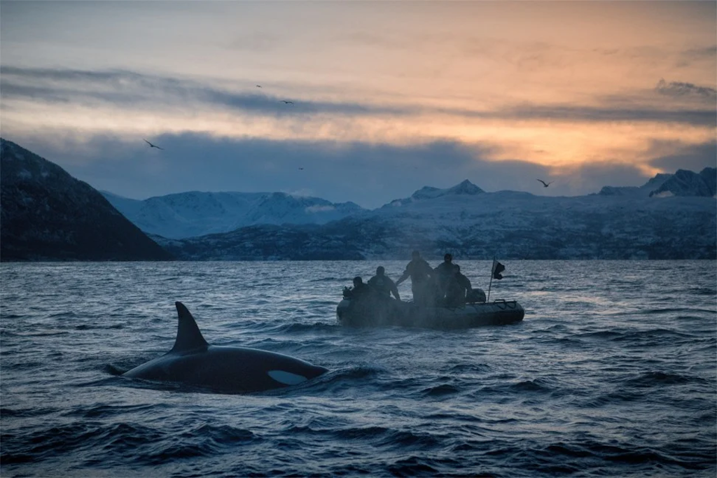 Orca © Scott Davis