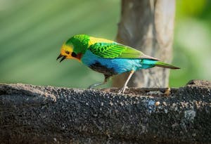 Multicolored Tanager© Grace Chen