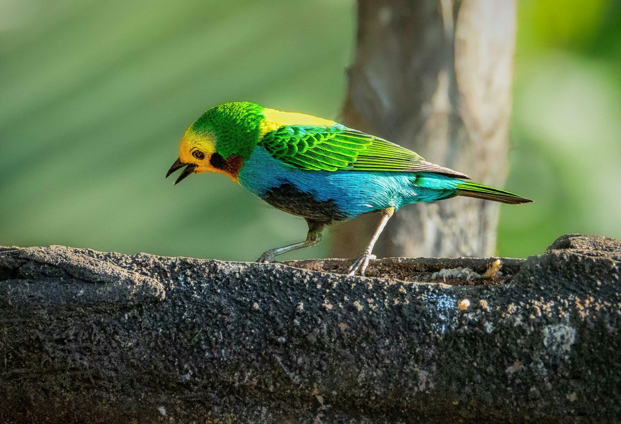 Avian Jewels of the Chocó Region Multicolored-Tanager © Grace Chen