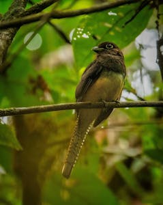 Choco Black-throated Trogon© Grace Chen