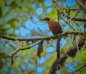 Rufous Motmot© Grace Chen