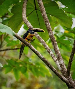 Collard Aracari© Grace Chen