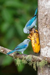 Blue-gray Tanagers© Jim Tchobanoff