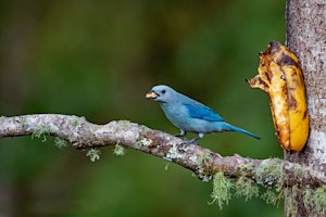 Blue-gray Tanager© Jim Tchobanoff