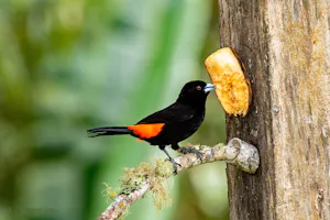 Scarlet-rumped Tanager© Jim Tchobanoff