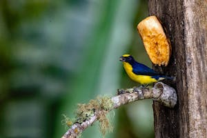 Yellow-throated Euphonia© Jim Tchobanoff
