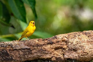 Saffron Finch© Jim Tchobanoff