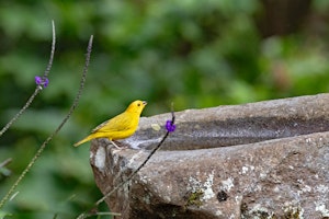 Saffron finch© Jim Tchobanoff