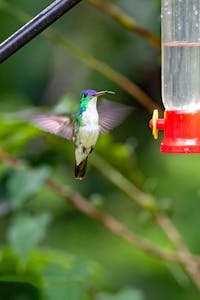 Andean Emerald Hummingbird© Jim Tchobanoff