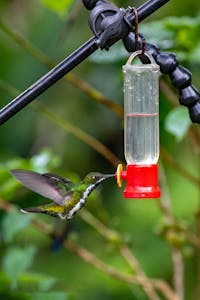 Spotted Hummingbird© Jim Tchobanoff