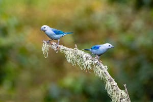 Blue-grey Tanagers© Jim Tchobanoff