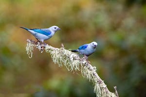 Blue-grey Tanagers© Jim Tchobanoff