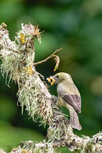 Palm Tanager© Jim Tchobanoff