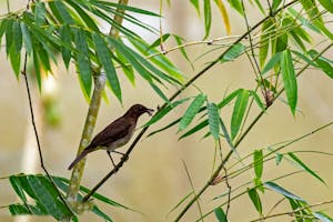 Black-billed Thrush© Jim Tchobanoff