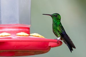 Steely-vented Hummingbird© Jim Tchobanoff