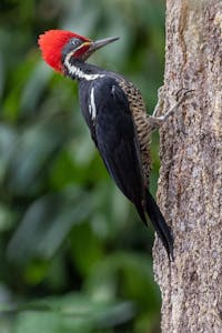 Crimson-crested Woodpecker© Jim Tchobanoff
