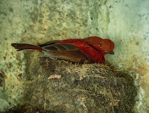 Cock-of-the-rock© Grace Chen